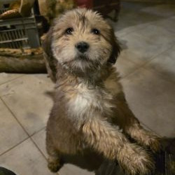 2 Chiots mâles, fauves et noir et fauves Berger des Pyrénées