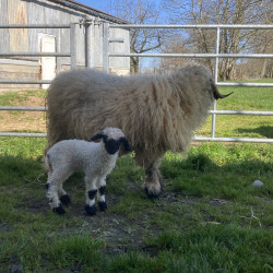 Femelle pure Nez Noir du Valais 
