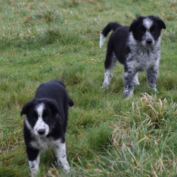 Chiots type Border Collie 
