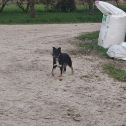 Border Collie au travail