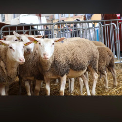 Brebis Berrichon du Cher 