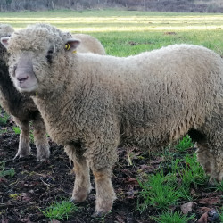 Jeunes béliers Southdown