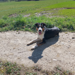 A vendre jeune Border Collie