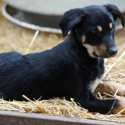 Chiot Working Kelpie 