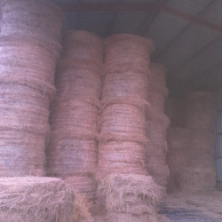 Foin de prairie 2025