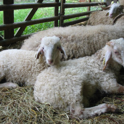 Agnelles bio races laitières rustiques