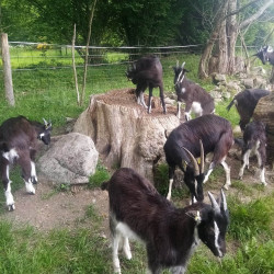 Chevreaux et chevrettes race Poitevine