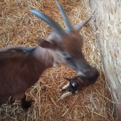 Chèvres en lactation 