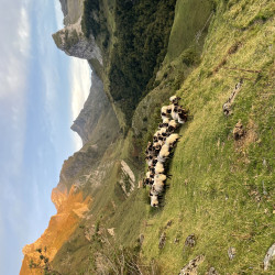 A vendre troupeaux Tête noire 