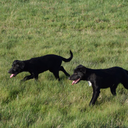 Border collie croisées