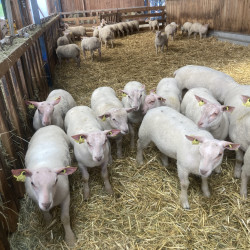 Bélier agneaux agnelles mouton Charollais 