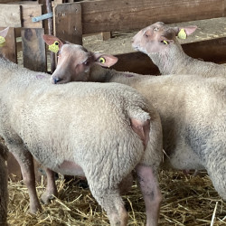 Béliers, agneaux, moutons Charollais 