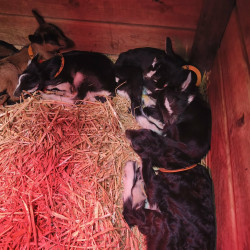 Chevrettes Alpines et Poitevines 