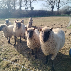 Cheptel à reprendre