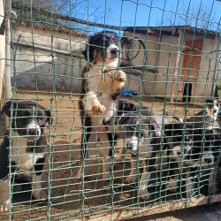 Chiots border collie 
