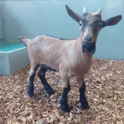 Bouc reproducteur Bio