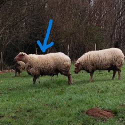 Bélier Rouge de l'Ouest