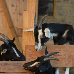 Chevrettes Poitevines en agriculture biologique