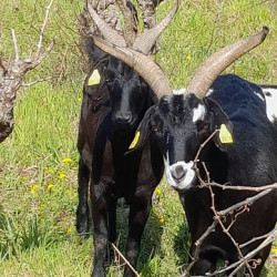 Vends chèvres & chevrettes