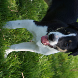 Chiot mâle border collie LOF