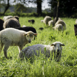 Troupeau moutons Lande de Bretagne