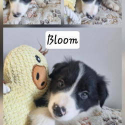 Chiots Border Collie
