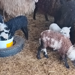 Agnelles et chevrettes laitières 