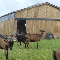 Ferme caprine en AB à reprendre