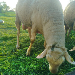 Vds bélier pure race Lacaune 