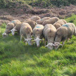 Béliers Berrichon de l'Indre 