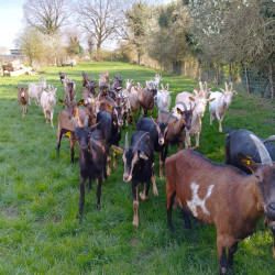 Troupeau de 30 chèvres laitières et 7 chevrettes