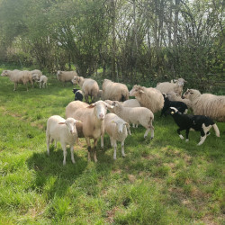 AB : Agnelles laitières Manech tête rousse 