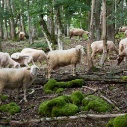 AB  :  Antenaises race Mixte 