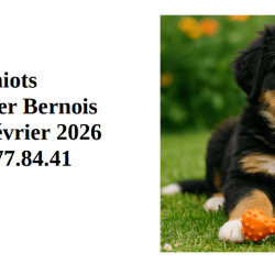 Vds chiots type Bouvier Bernois