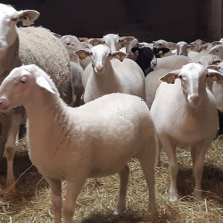 Vente agnelles limousines et croisées limousines