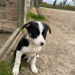 CHIOTS BORDER COLLIE