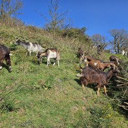 Chèvres des Fossés pure race