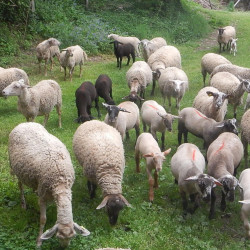 15 brebis et leurs agneaux/agnelles