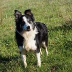 Chiots border collies LOF