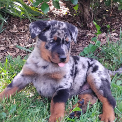 Chiots Berger de Beauce