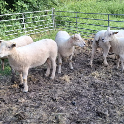 Brebis Southdown