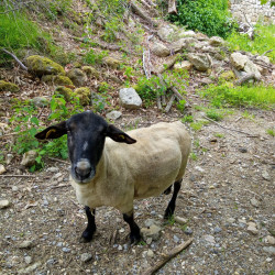 Bélier Suffolk