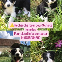 Chiots Border Collie 