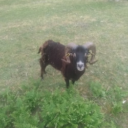 Bélier race Soay 