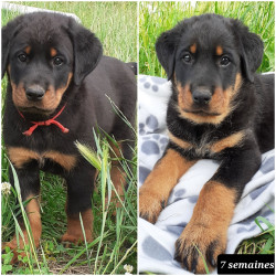 A réserver chiots Beaucerons LOF