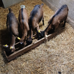 Vds lot de chevrettes Alpines