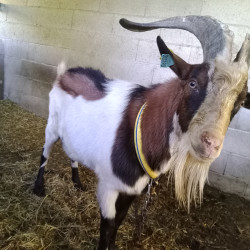 Bouc reproducteur Alpin