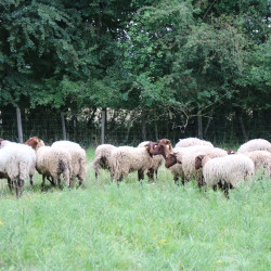 Brebis et agnelles SOLOGNOTES  AB