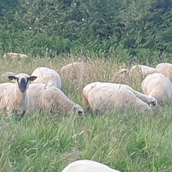 Troupeau Hampshire 100% herbager en AB
