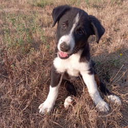 Chiot Border Collie